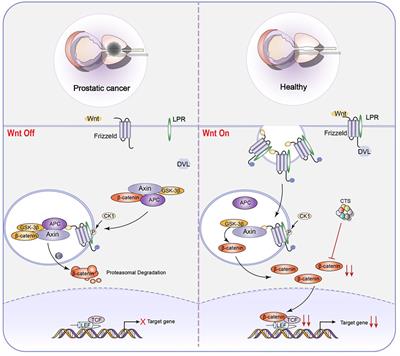 Novel perspectives on the therapeutic role of cryptotanshinone in the management of stem cell behaviors for high-incidence diseases